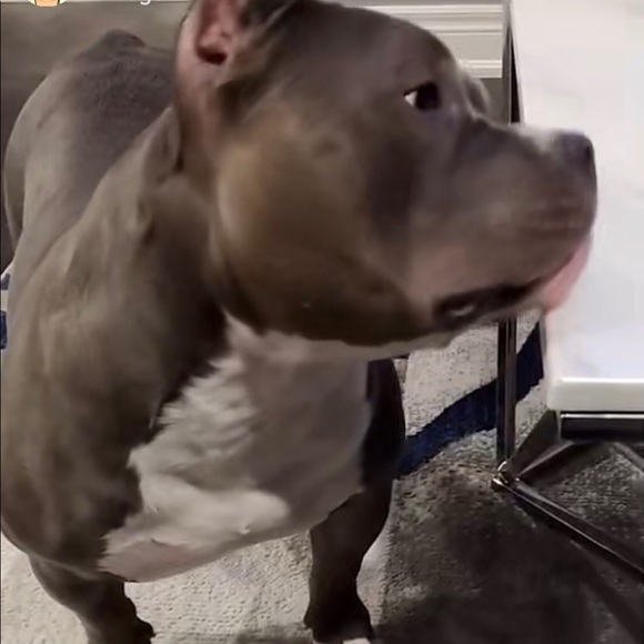 Meet your Posher, Hassan - Picture 1 of 1